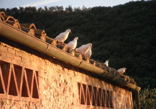 Doves at Ebbio