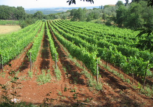 Ebbio's vineyard