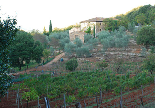 Ebbio - also an organic vineyard and working farm